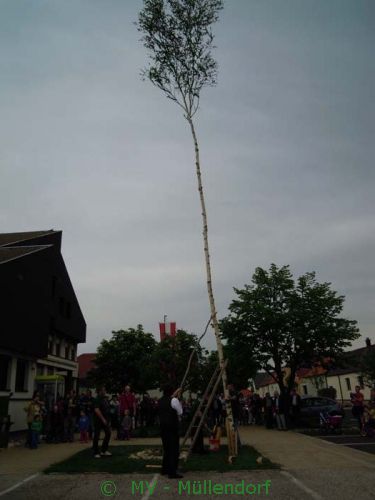 Maibaumaufstellen